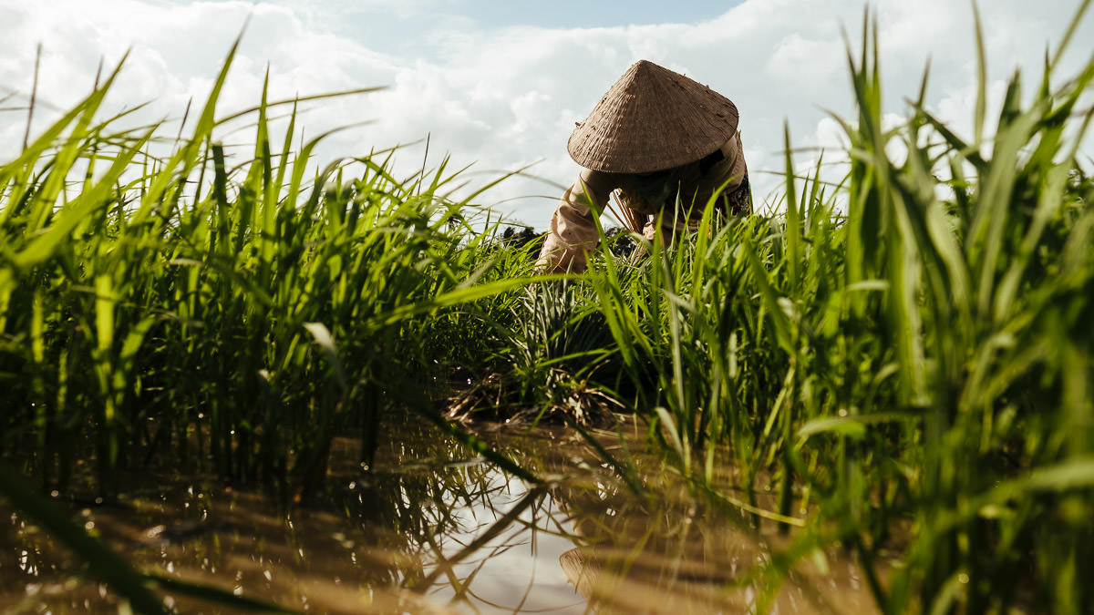 Composing with Layers - Vietnamese Farmer