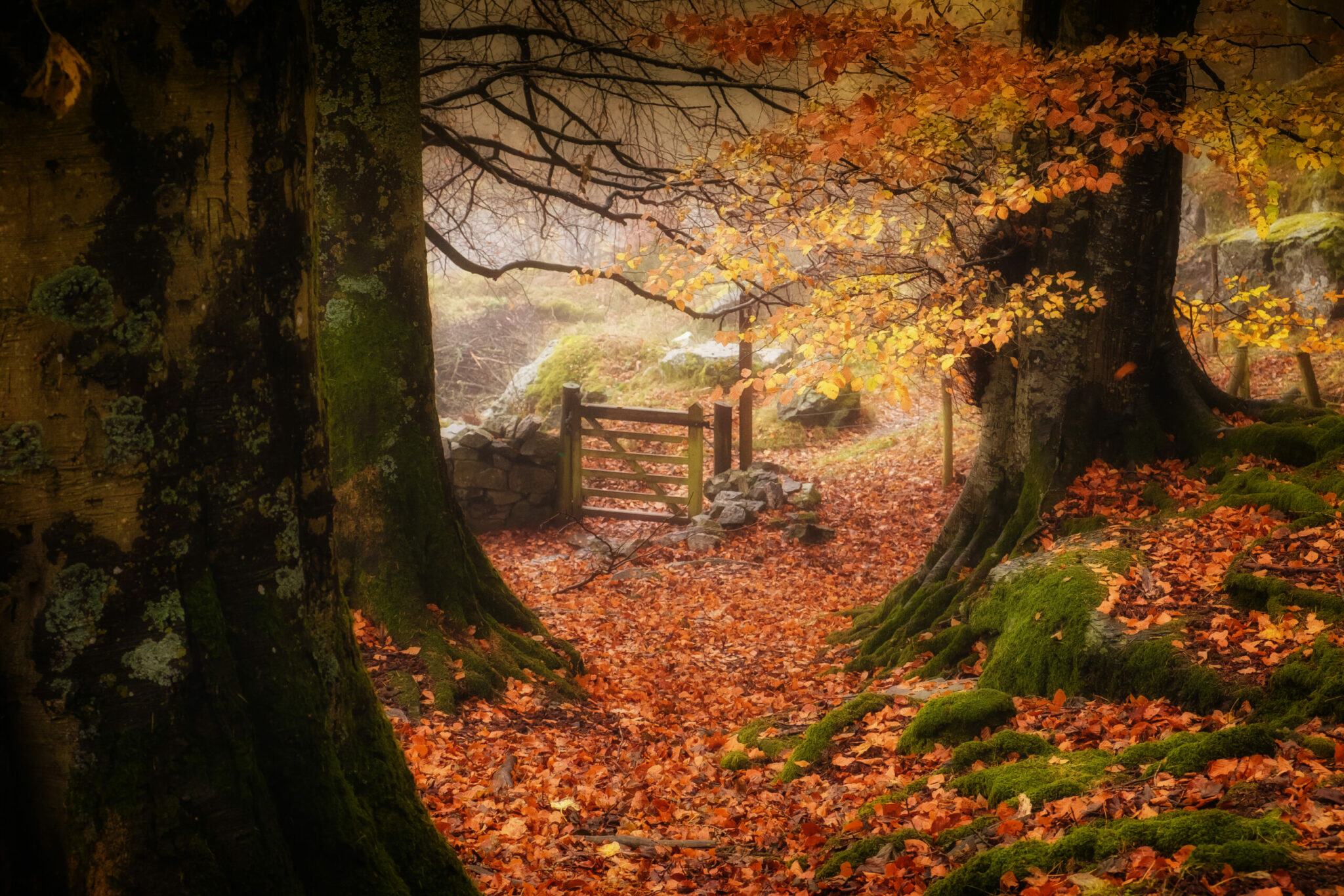 Welsh Man Fall Chasing The Last Of The Welsh Falling Leaves – FUJILOVE MAGAZINE