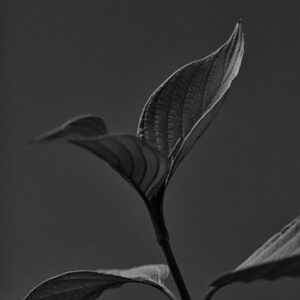 GFX 50R + Nikkor 70-200mm f/4G + Laowa MFC