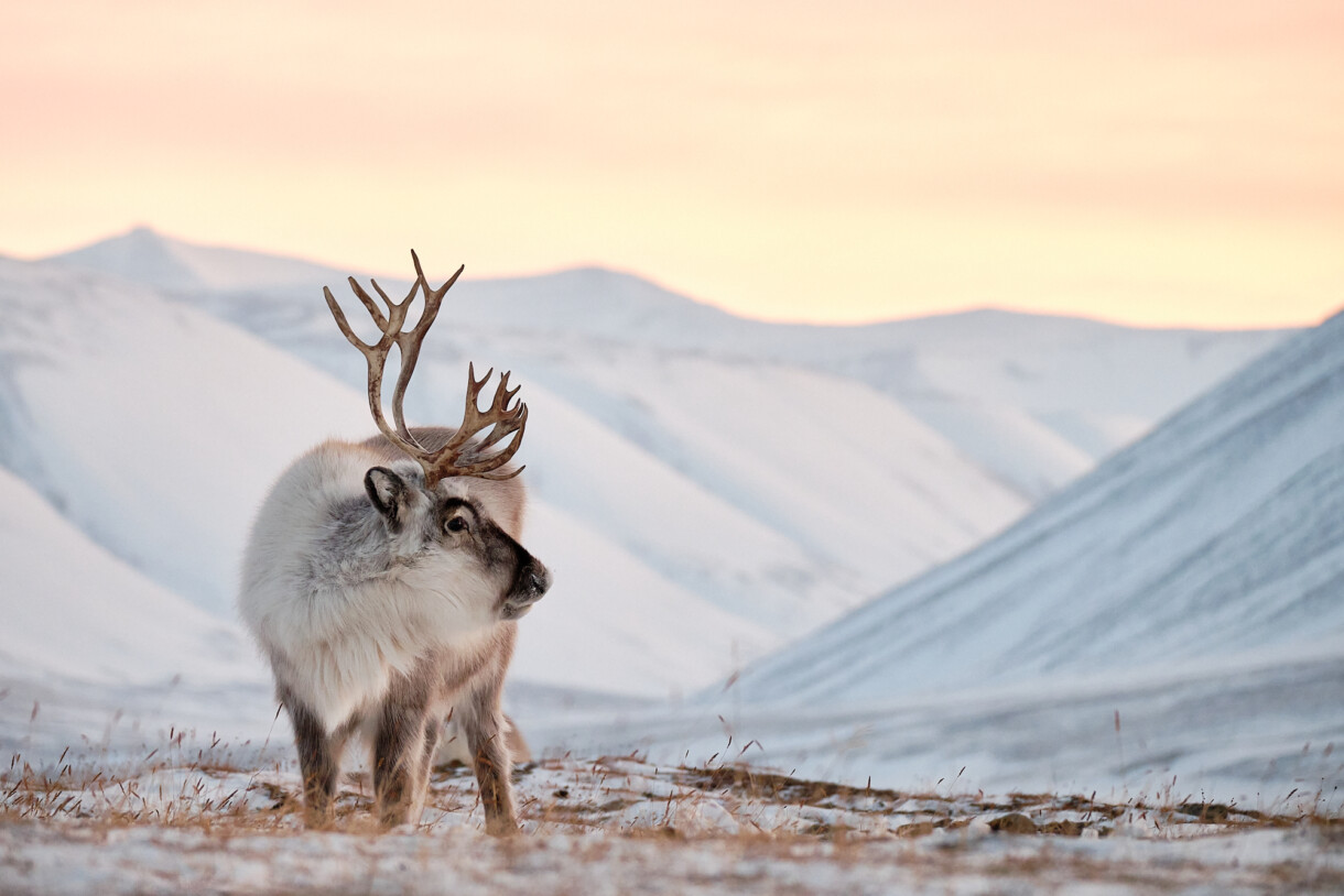 nature arctic orange