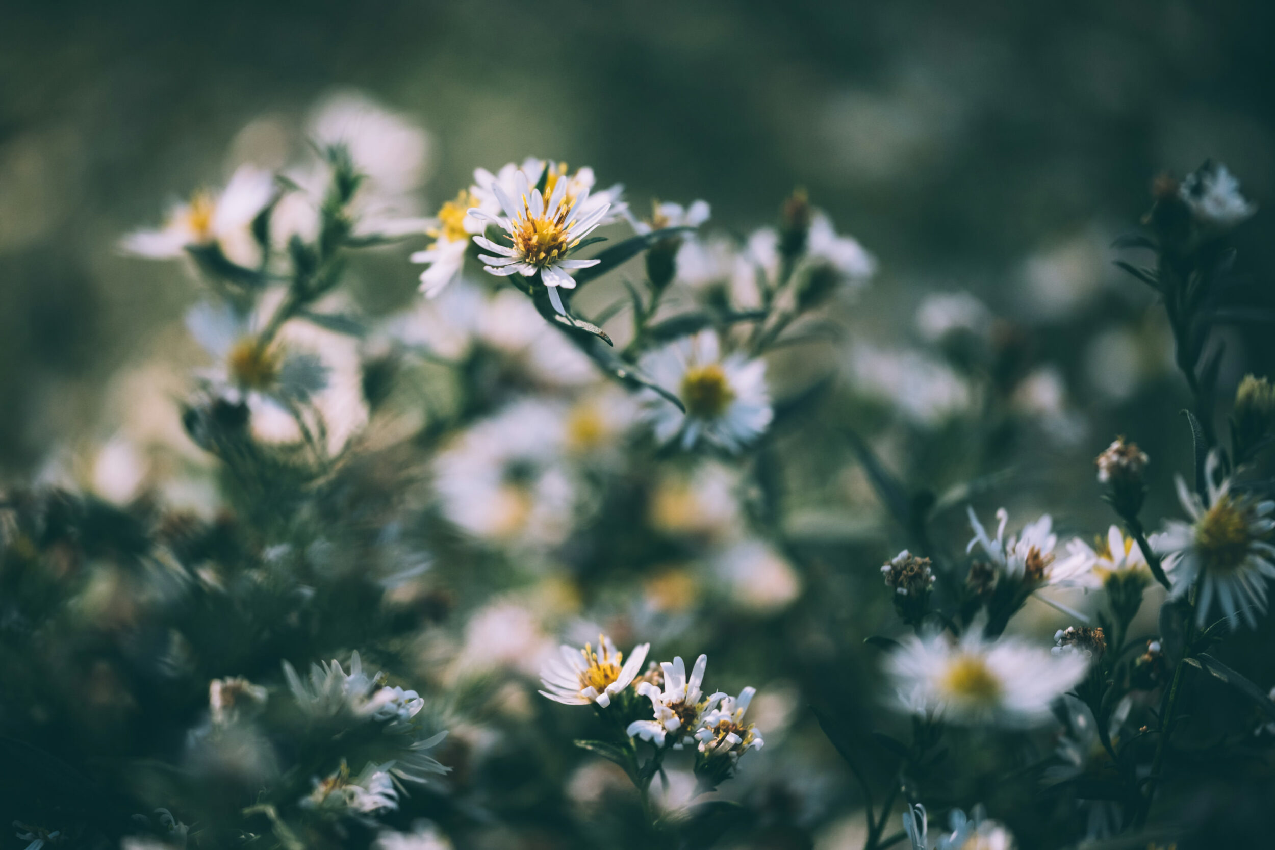 my_wifes_garden_with_80mm_macr