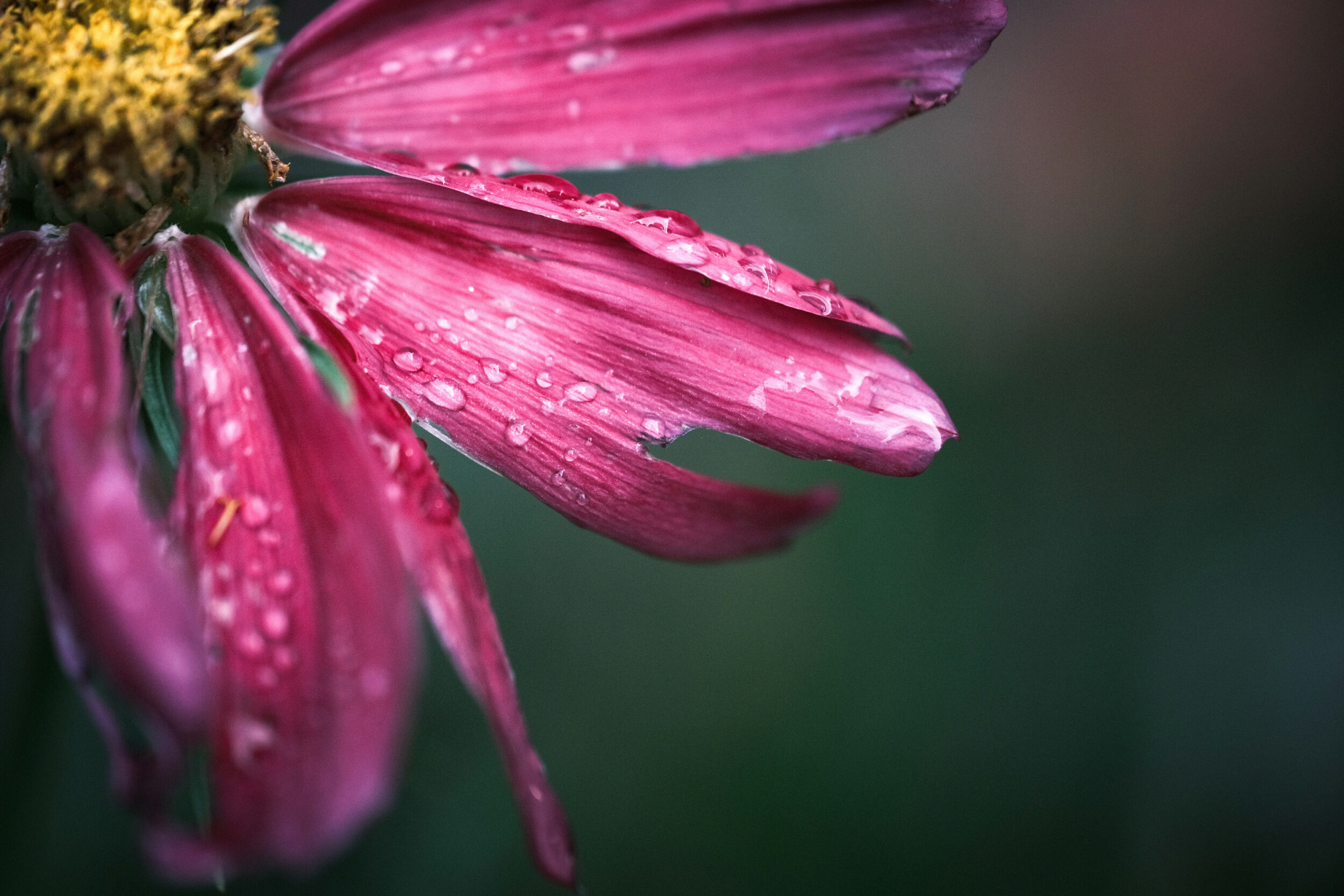 Can Macro Photography Make You Feel Better About the World? My