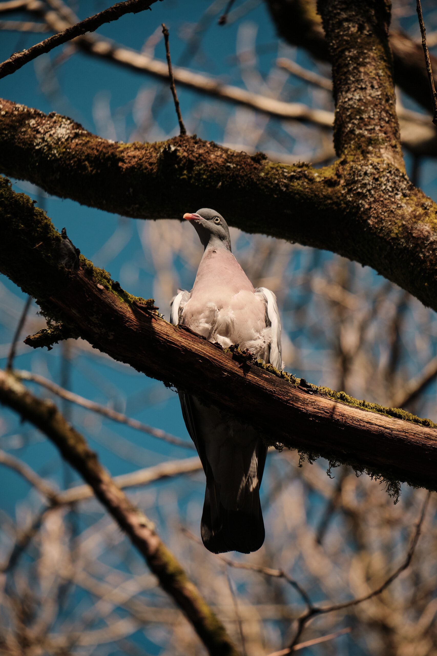 Fujifilm XF 55-200mm VS XC 50-230mm - Telephoto Battle!