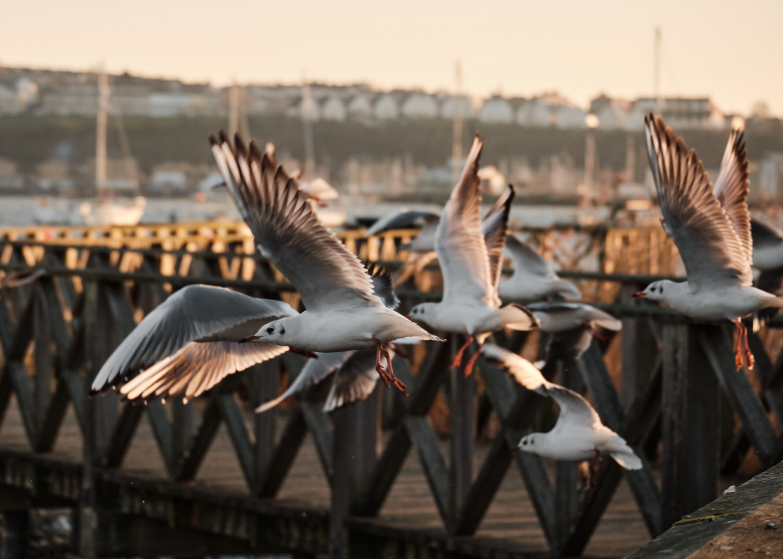 最新作新作 富士フイルム - FUJIFILM XC50-230mm F4.5-6.7 OIS IIの