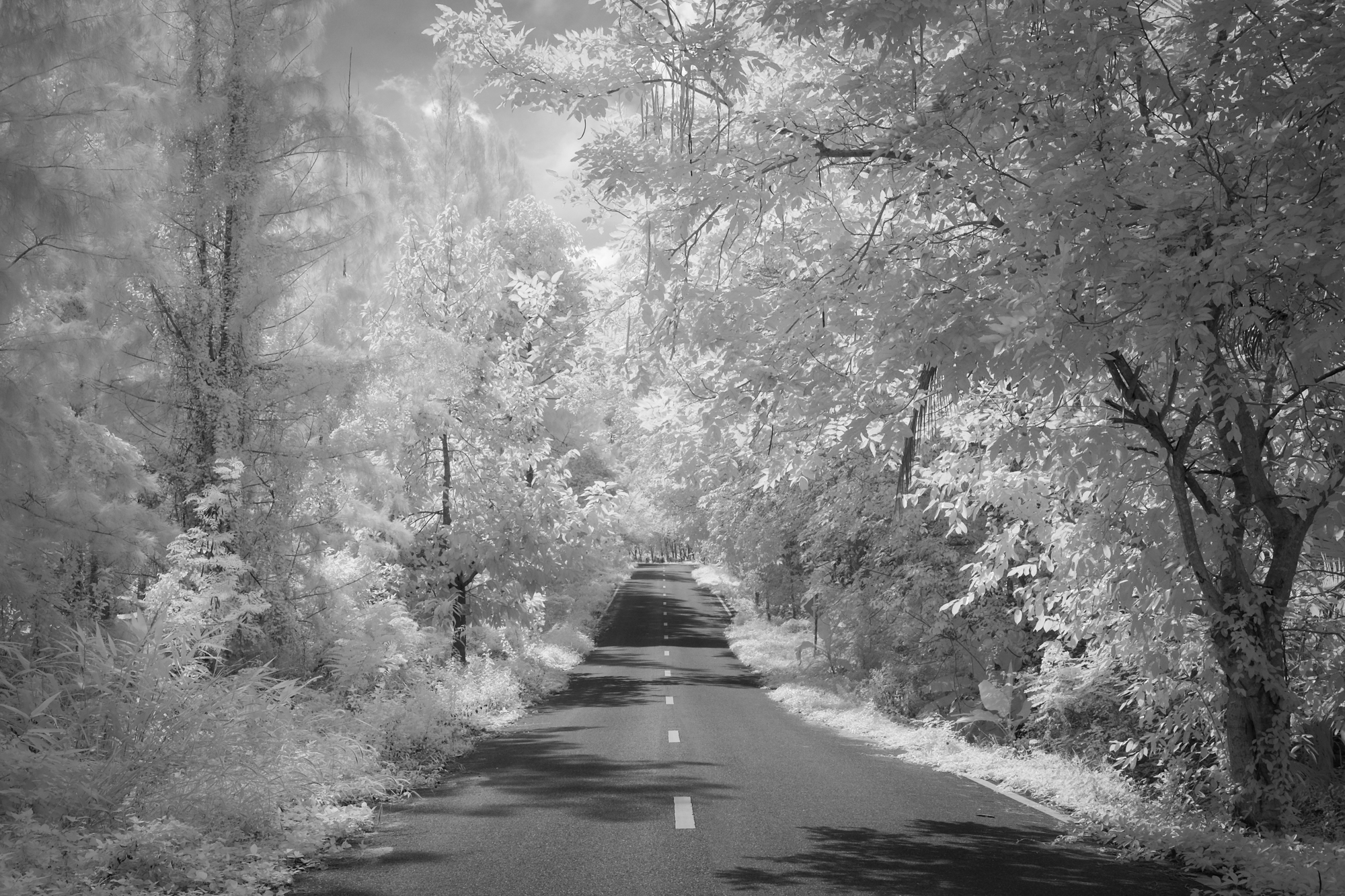 Infrared and Full Spectrum Photography - A Complete Guide 