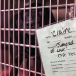 9:11 p.m. At sunset, a dog is treated at The Red River Animal Emergency Hospital (W. Scott Olsen)